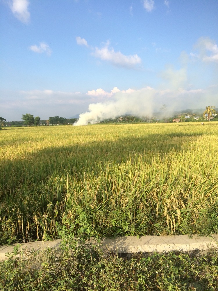 persawahan di lombok