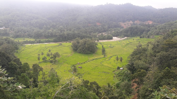 Hijaunya Sawah Lintau