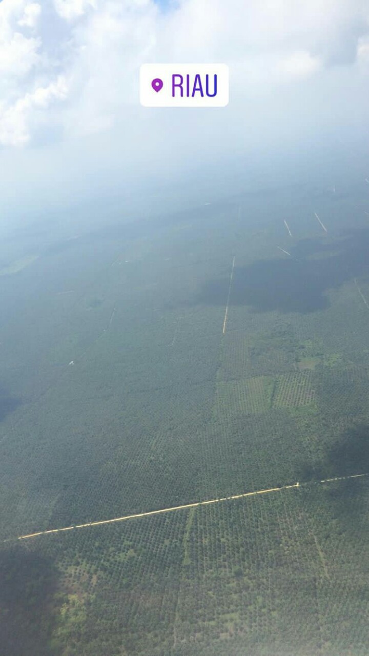 Hijaunya sawit Riau dari udara