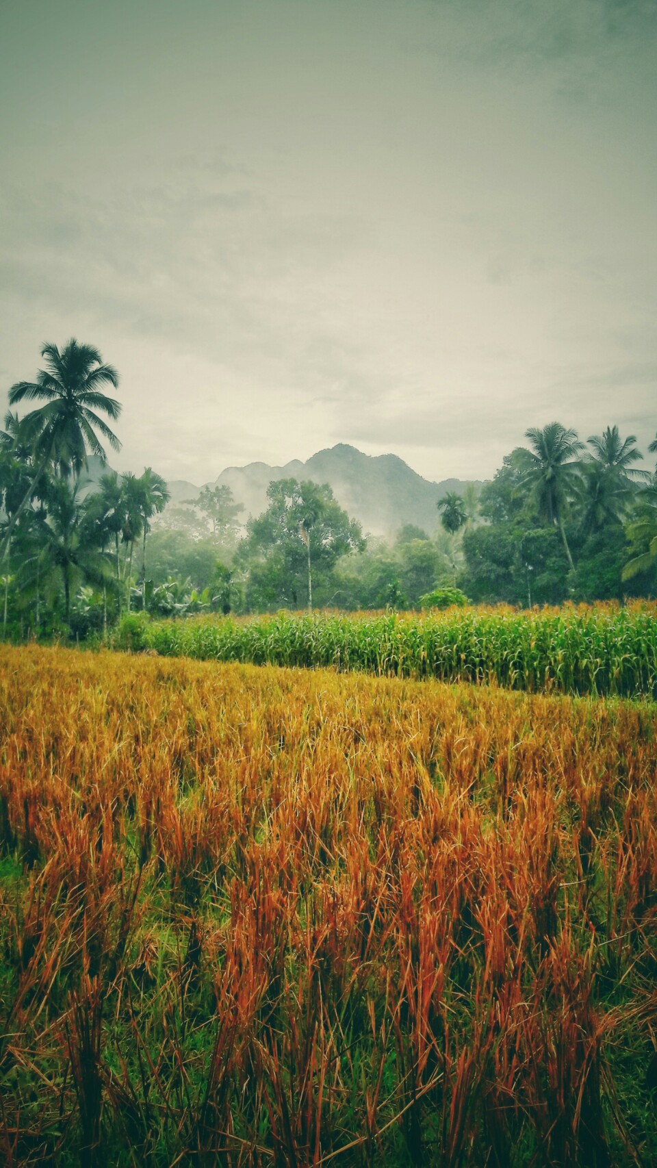 Padi, Jagung, dan Gunung di Lintau