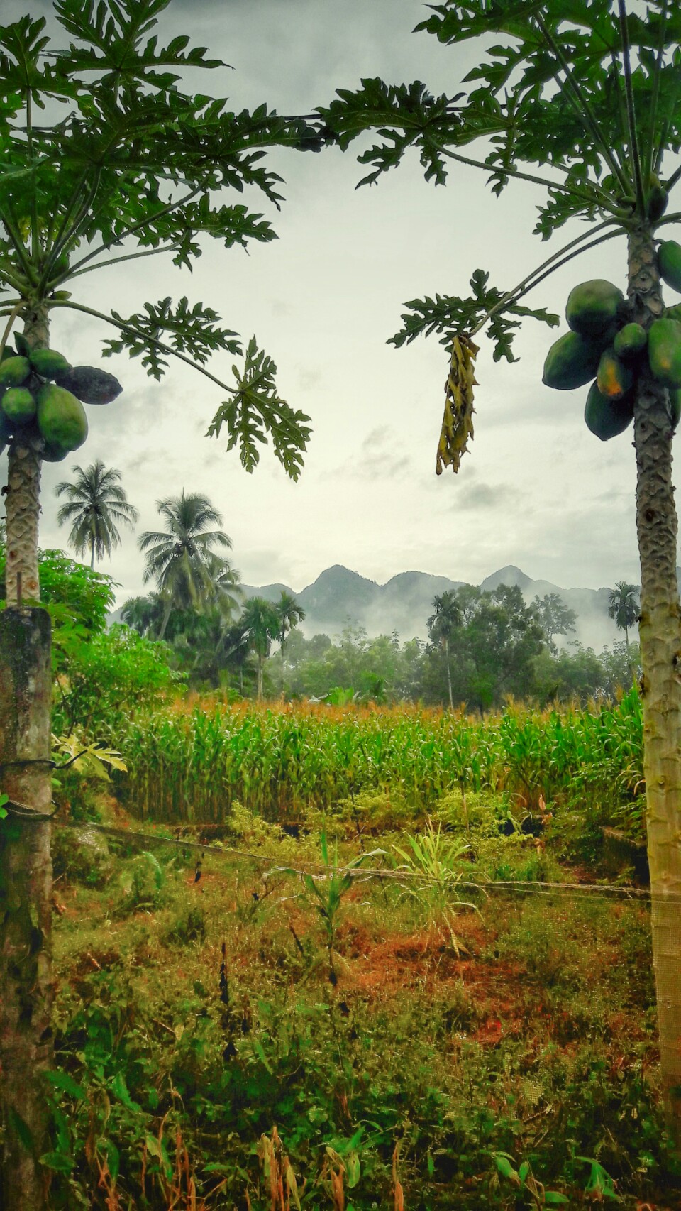 Pepaya, Sawah, dan Barisan Gunung di Lintau