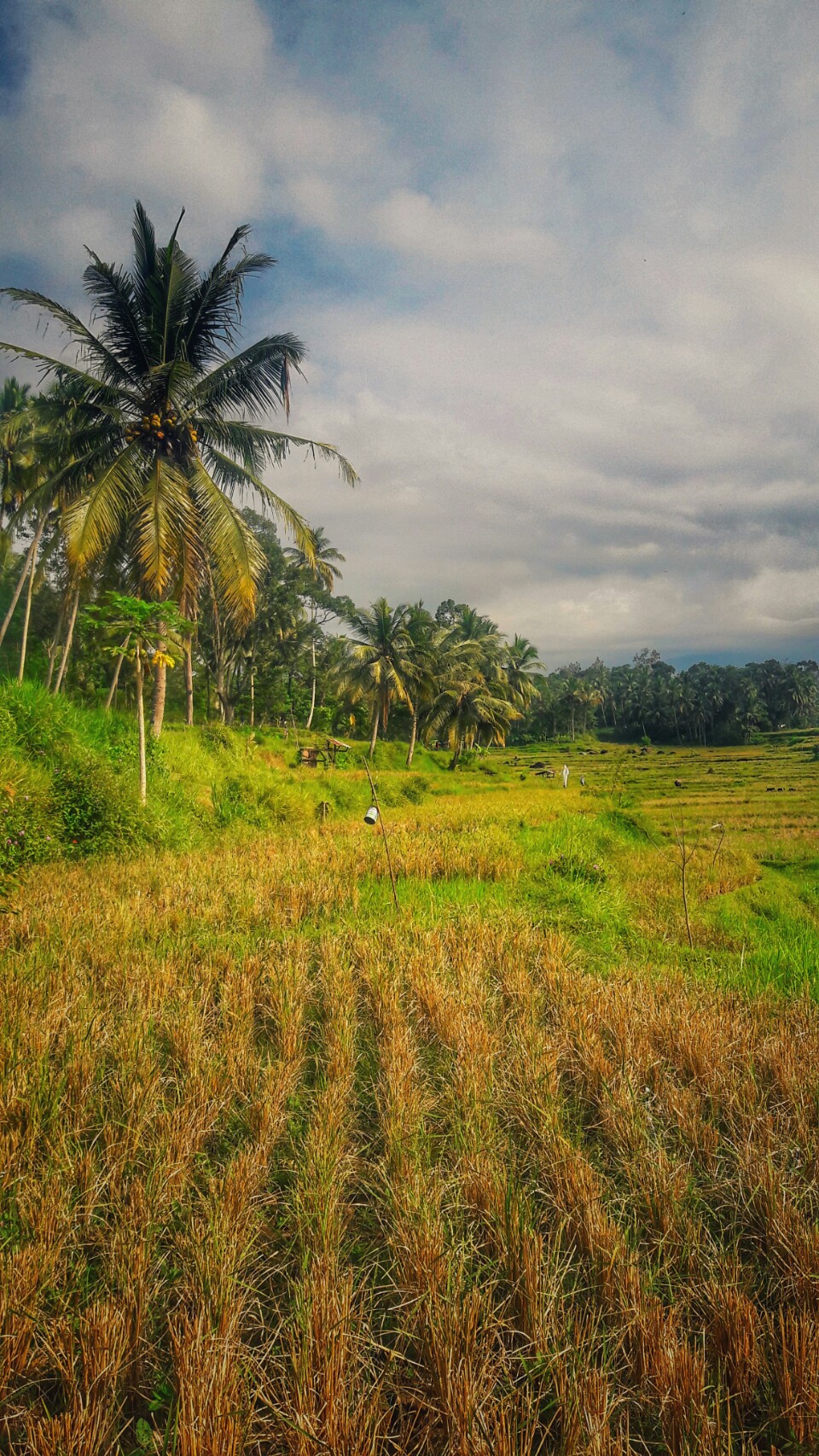 Pemandangan seperti lukisan di Lintau