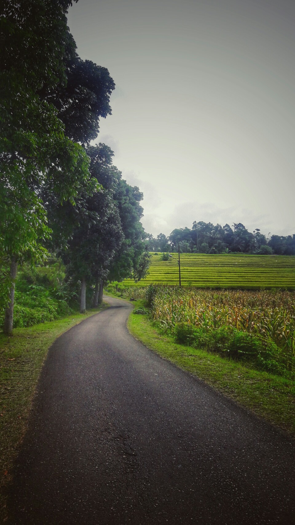 Barisan Sawah yang hijau di Lintau