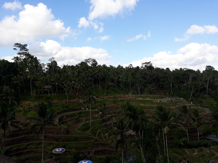 Tegalalang Rice Terrace Ubud