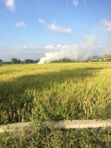 persawahan di lombok