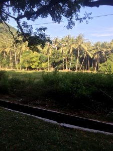 Pepohonan di Lombok