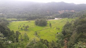 Hijaunya Sawah Lintau