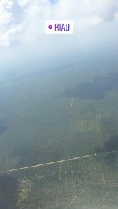 Hijaunya sawit Riau dari udara