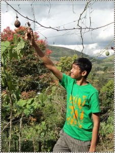 Kebun Teh Solok