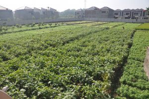 Kebun yang hijau segar di Cimahi