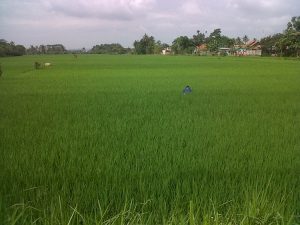 Persawahan di Cilacap