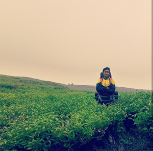 Kebun Teh Alahan Panjang