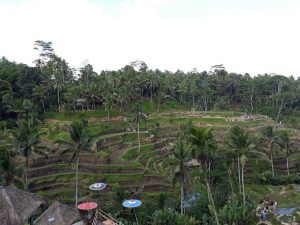 Tegalalang Rice Terrace Ubud