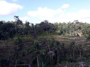 Tegalalang Rice Terrace Ubud