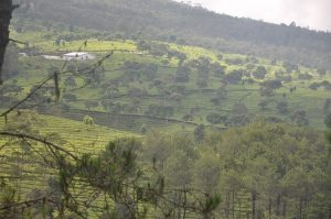 View Kebun Teh Lembang dari Kejauhan
