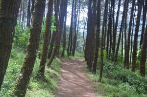 Jalan Setapak Menuju Curug