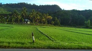 Pagi hari disambut Sawah Payakumbuh