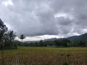 Sawah di Lintau Buo