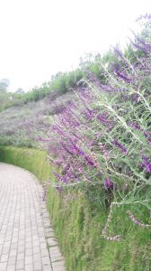 Lavender on Floating Market Bandung