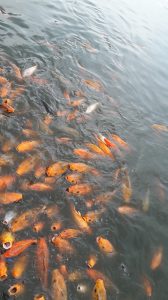 Welcome to Floating Market Lembang