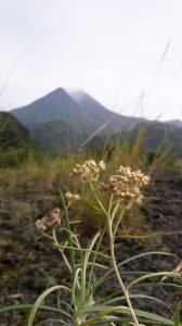 Kaliadem Lereng Merapi
