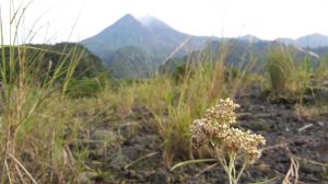 Kaliadem Lereng Merapi